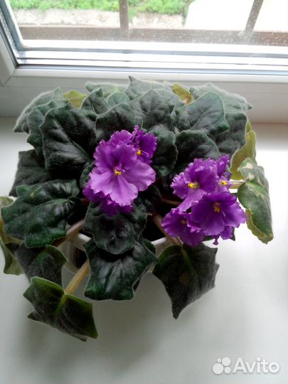 Фиалка в горшке