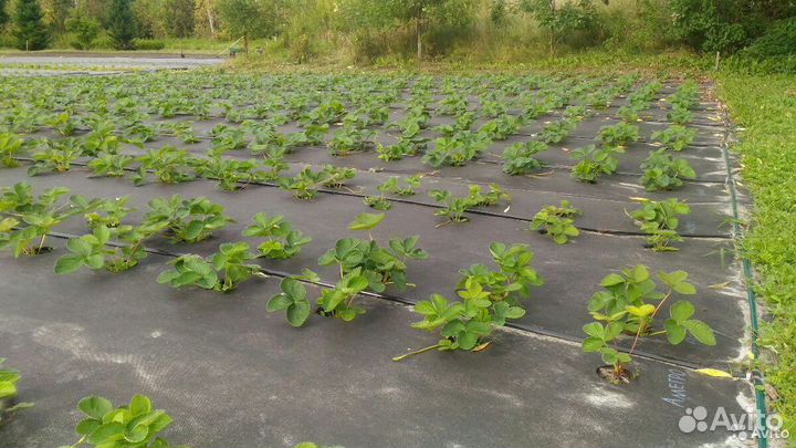 Саженцы Клубника Земляника