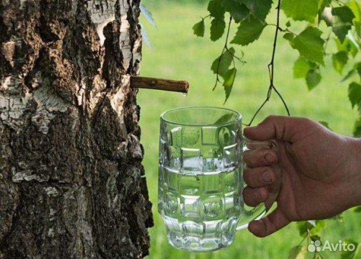 Березовый сок