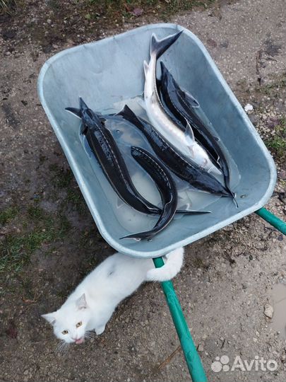 Бестер, Царская рыба