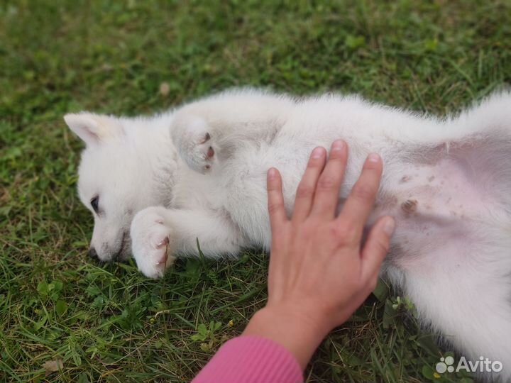 Продаются щенки