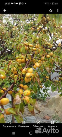 Саженцы абрикос