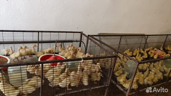 Башкирская утка