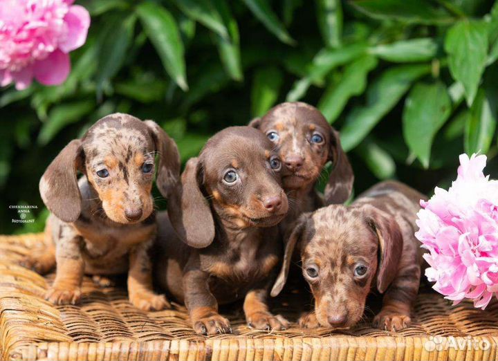 Мини и кроличьи щенки