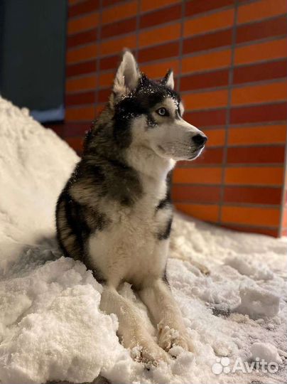 Услуги кинолога