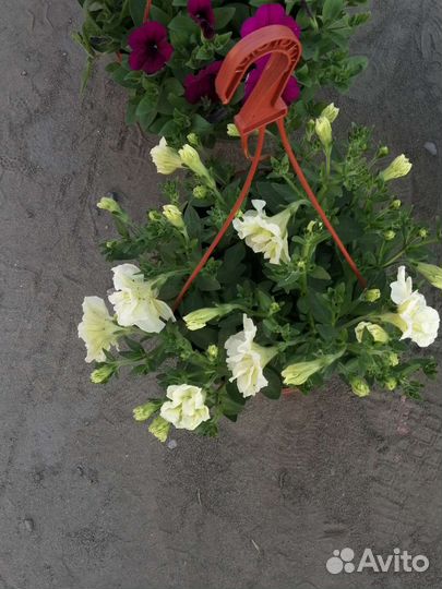 Петуния в кашпо