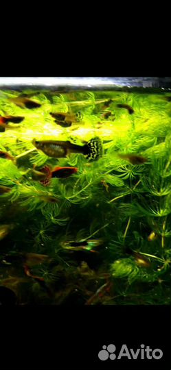 Гуппи рыбки роголистник