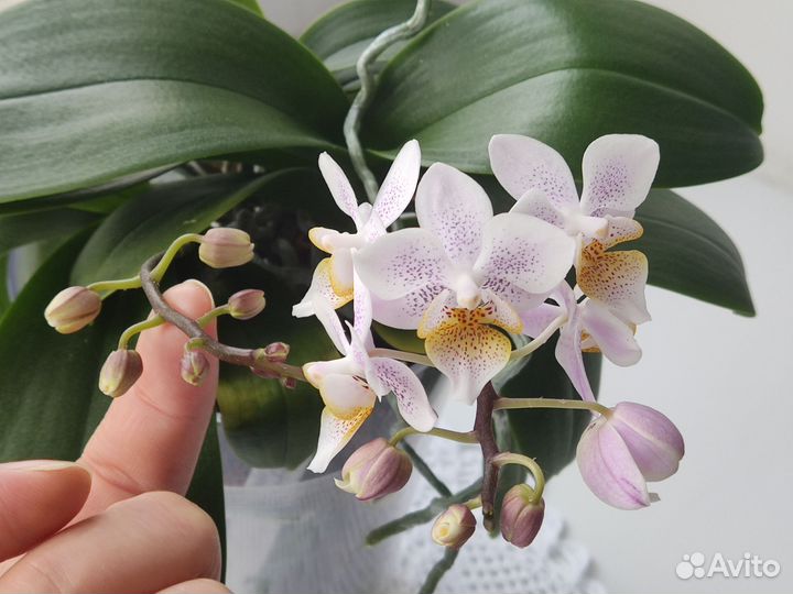 Орхидея фаленопсис 3 в 1