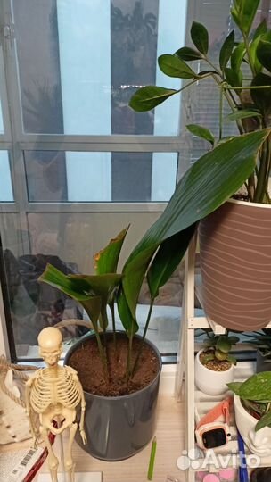 Аспидистра