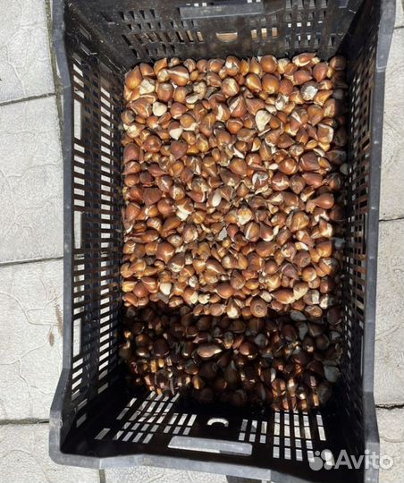 Луковицы тюльпанов