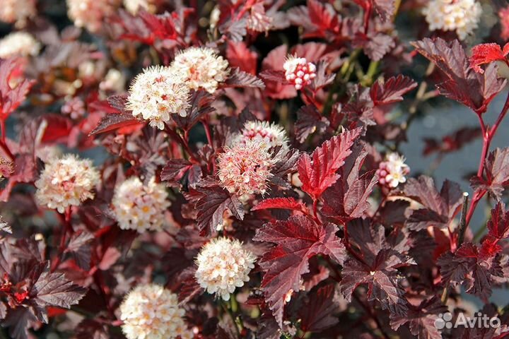 Пузыреплодник Диаболо, Ред Барон, Лютеус