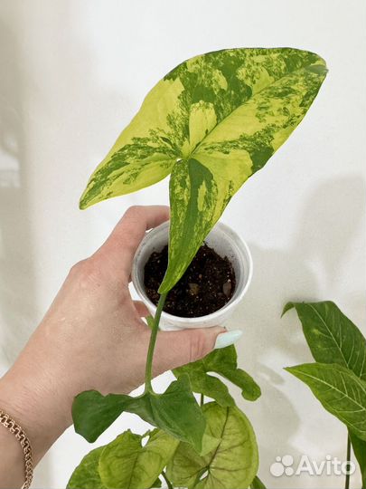 Сингониум батик и др