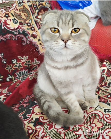 Шотландские