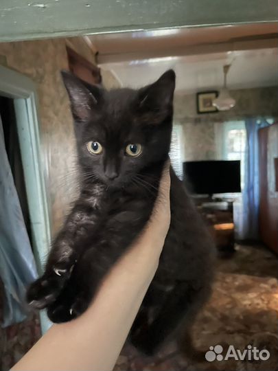 Котик 3 месяца