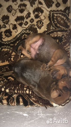 Щенки цвергпинчера