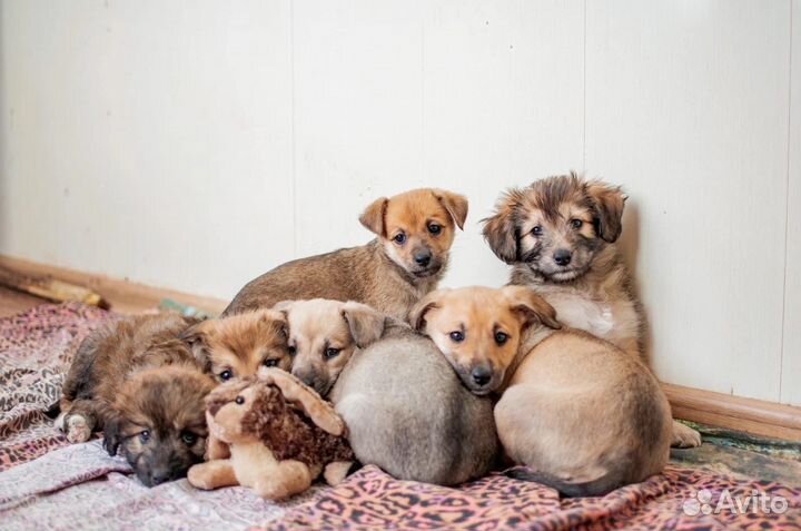 Щенки