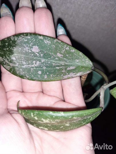 Хойи сортовые