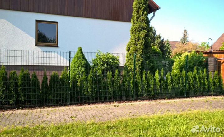 Декоративные деревья для сада