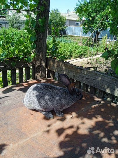 Кролики полтавское серебро