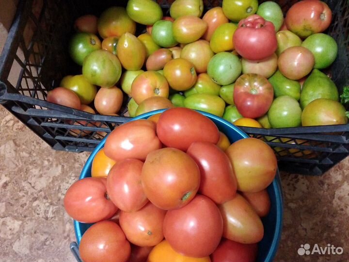 Помидоры домашние свежие