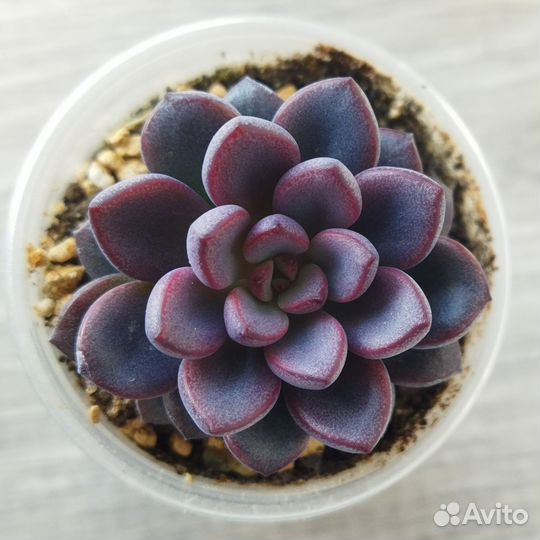 Суккуленты 2