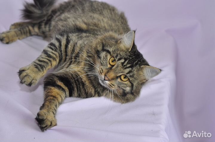 Молодой котик Тимошка ищет дом