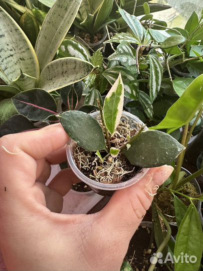 Хойя,часть 7