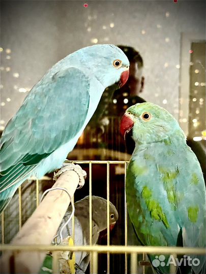 Попугай Ожереловый (птенцы)