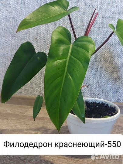 Комнатные цветы пальма