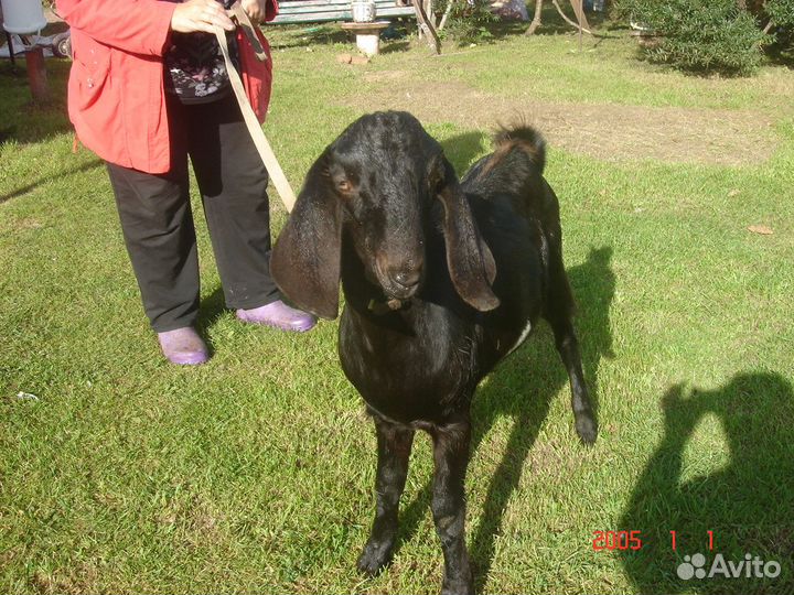 Нубийский козел