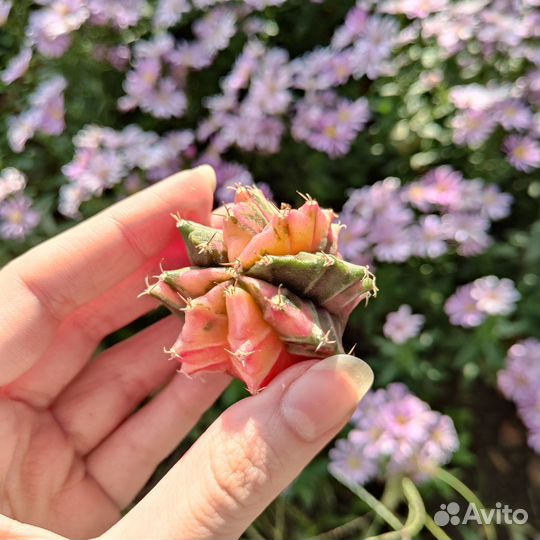 Вариегатные гимнокалициумы