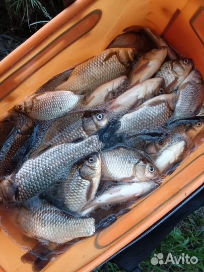 Свежая рыба карась