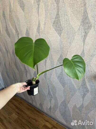 Монстера, фикус