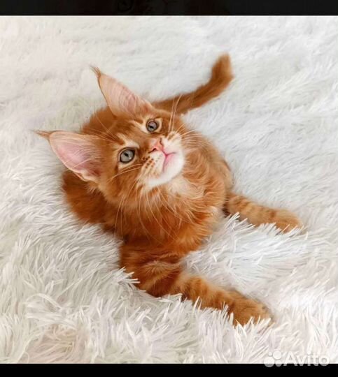 Куняшка котенок Мейн кун