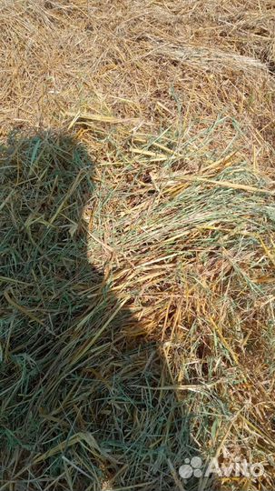 Солома ячменная в тюках