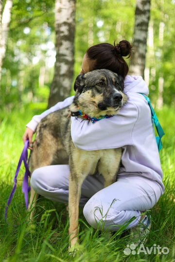 Собака из приюта - лучший друг