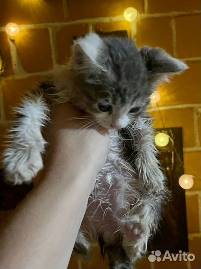 Котенок