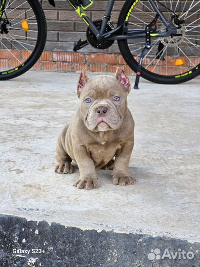 Американский булли щенки