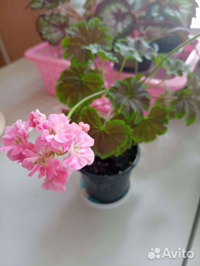 Пеларгония герань