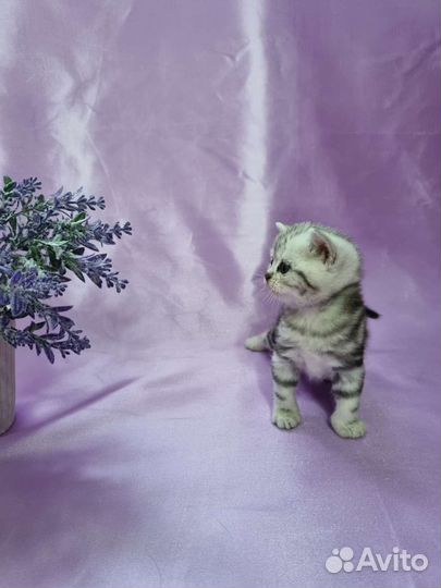 Британские котята