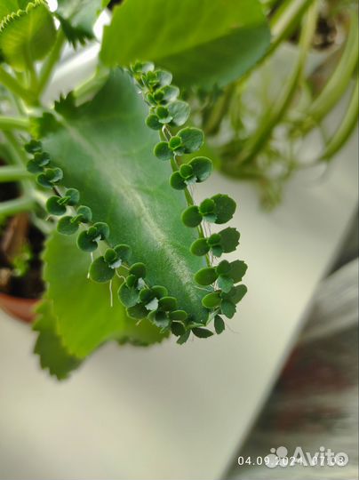 Каланхоэ лечебное