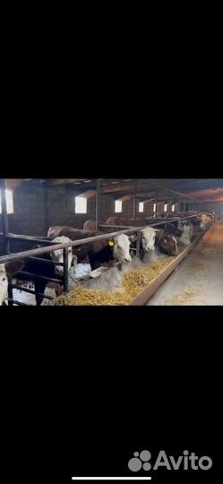 Телки на откорме,на мясо