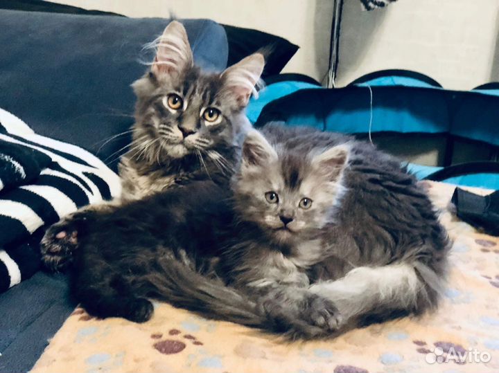 Котята мейн кун