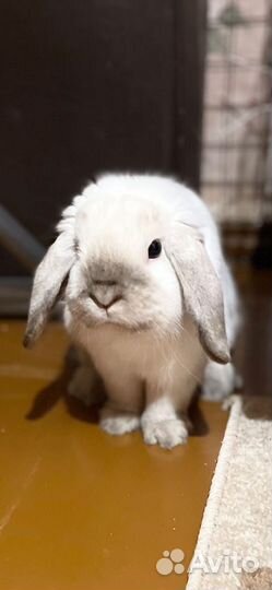 Декоративные кролики