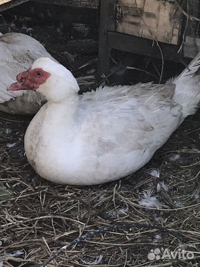 Индоселезни