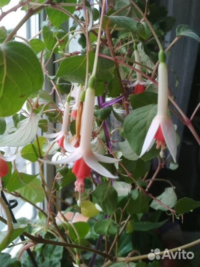 Фуксия кустовая Нимфа