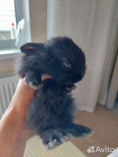 Декоративные кролики в добрые руки