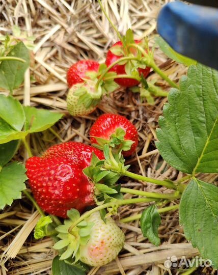 Земляника Азия саженец