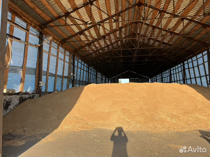 Зерно пшеница