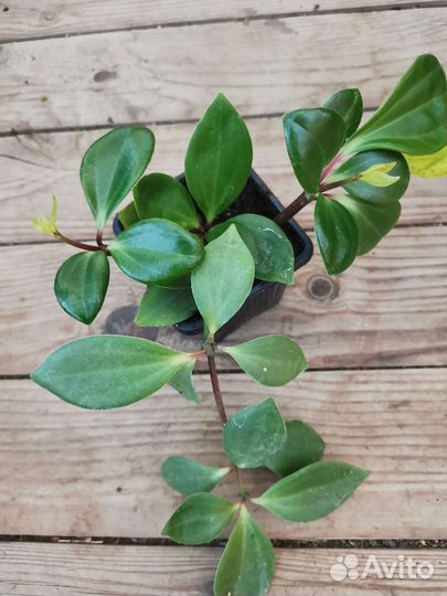 Сциндапсус, эпипренум, пиперомия, ктенанта